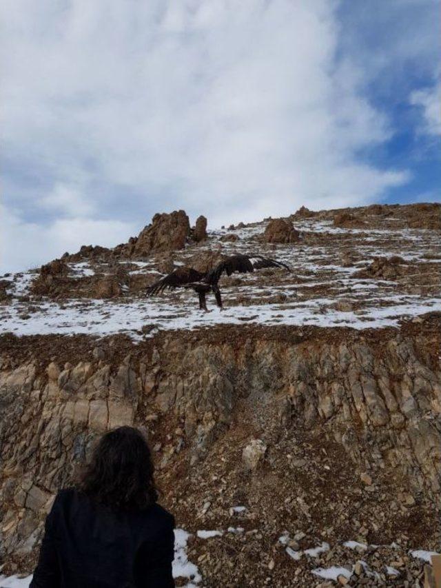 Tedavileri Tamamlanan Yırtıcı Kuşlar Özgürlüğe Kanat Çırptı