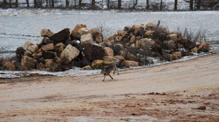 Tavşan Ka&ccedil;tı, Avcılar Yakalandı