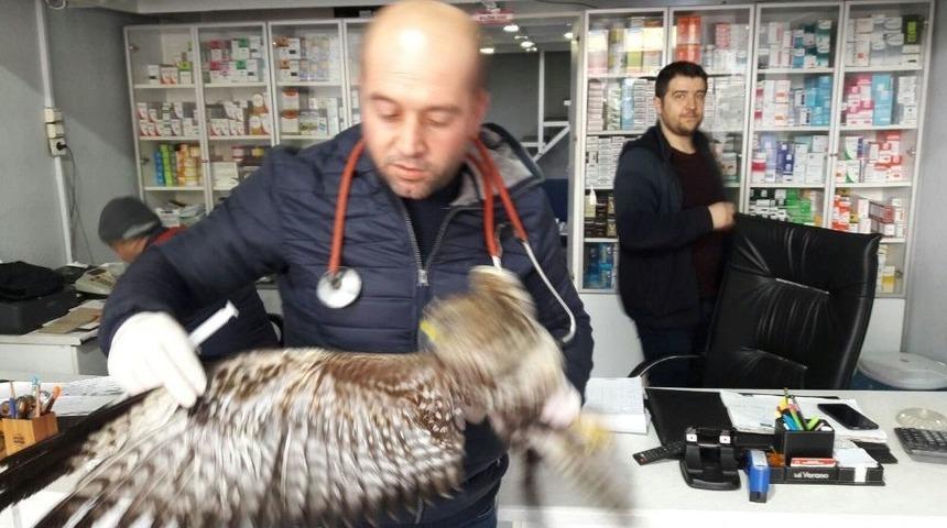 Yaralı Olarak Bulunan Puhu Kuşu Tedavi Altına Alındı