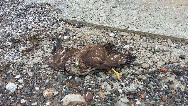 Yaralı Olarak Bulunan Puhu Kuşu Tedavi Altına Alındı