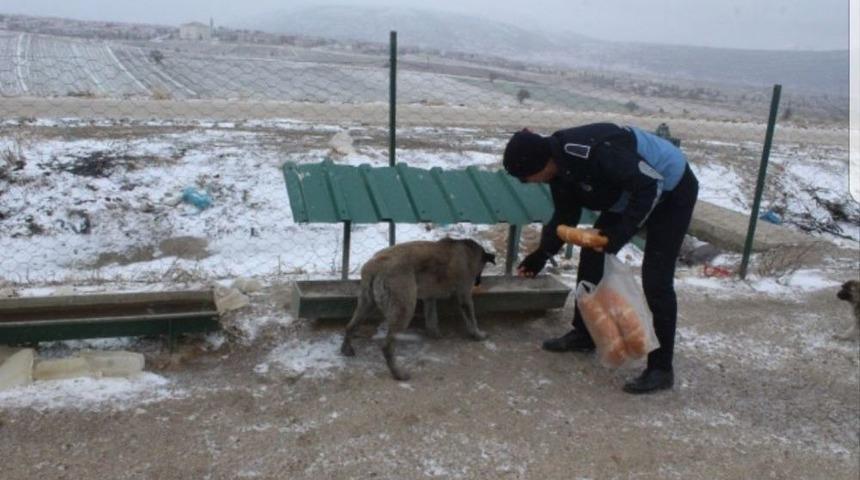 Sokak Hayvanları Unutulmadı
