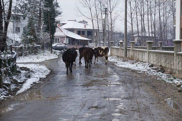 Samanlık Yangını Ahıra Sıçradı