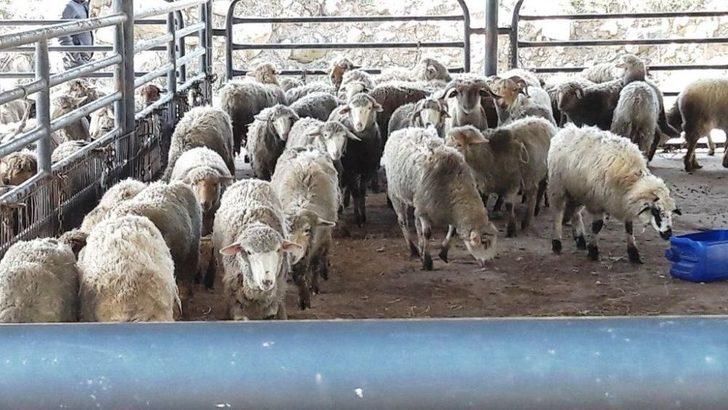 Gthb’dan Ayvalıklı 2 Çiftçiye 60 Bin Liralık Hibe Kredi Desteği G1