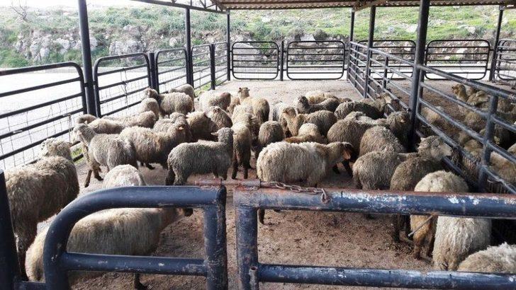 Gthb’dan Ayvalıklı 2 Çiftçiye 60 Bin Liralık Hibe Kredi Desteği G2