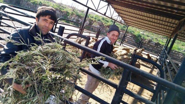 Gthb’dan Ayvalıklı 2 Çiftçiye 60 Bin Liralık Hibe Kredi Desteği G5