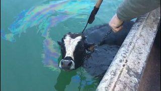 Göle Kaçan Danayı Balıkçılar Kurtardı