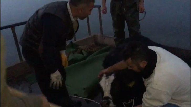 Göle Kaçan Danayı Balıkçılar Kurtardı G1