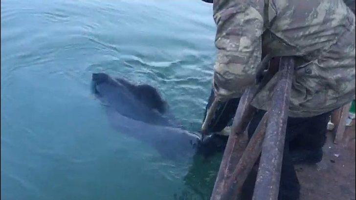 Göle Kaçan Danayı Balıkçılar Kurtardı G2