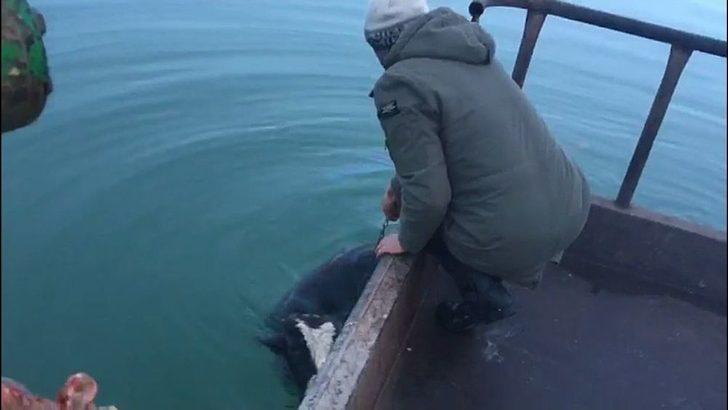 Göle Kaçan Danayı Balıkçılar Kurtardı G3