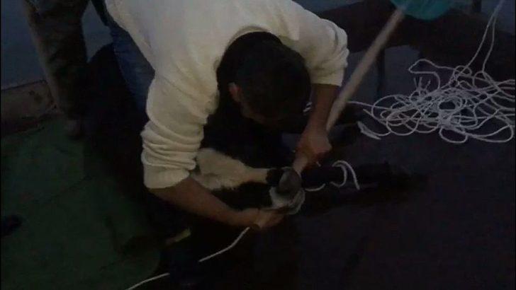 Göle Kaçan Danayı Balıkçılar Kurtardı G4