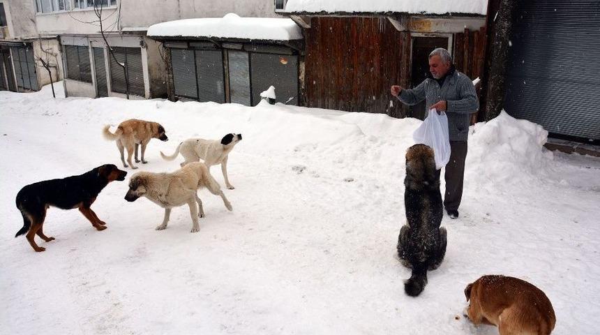 Karda Hayvanlar &Ouml;lmesin Diye Ekmek Ve Yem Veriliyor