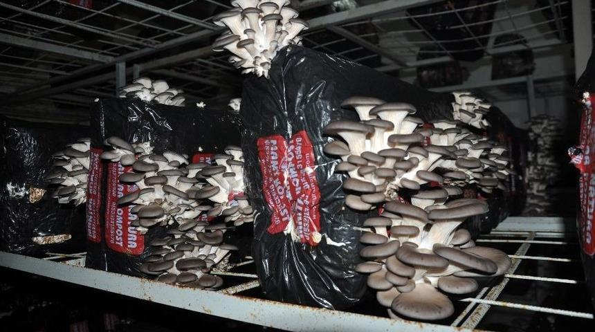 Devlet Desteğiyle Kurduğu Serada Mantar Tohumu &Uuml;retecek