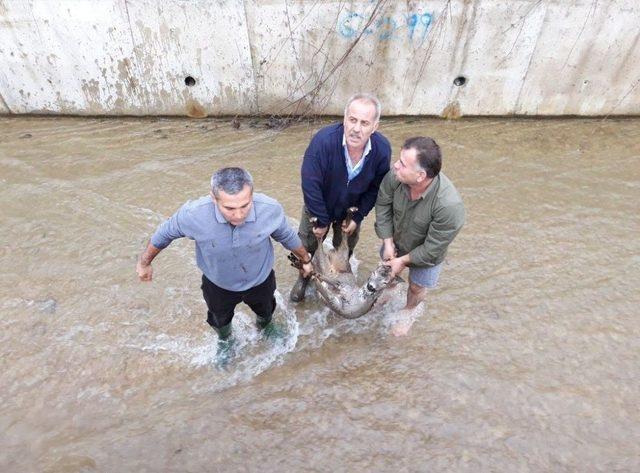 Su Kanalına Düşen Karaca Kurtarıldı