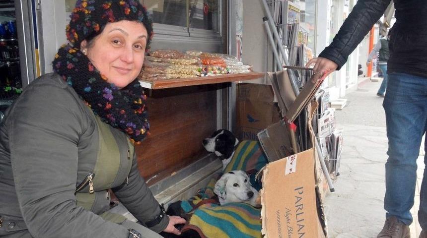 Esnaftan Sokak Hayvanlarına Battaniye
