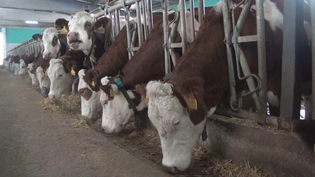 K&uuml;tahyalı 2 Kardeş, Devlet Desteğiyle İşlerinin Patronu Oldu