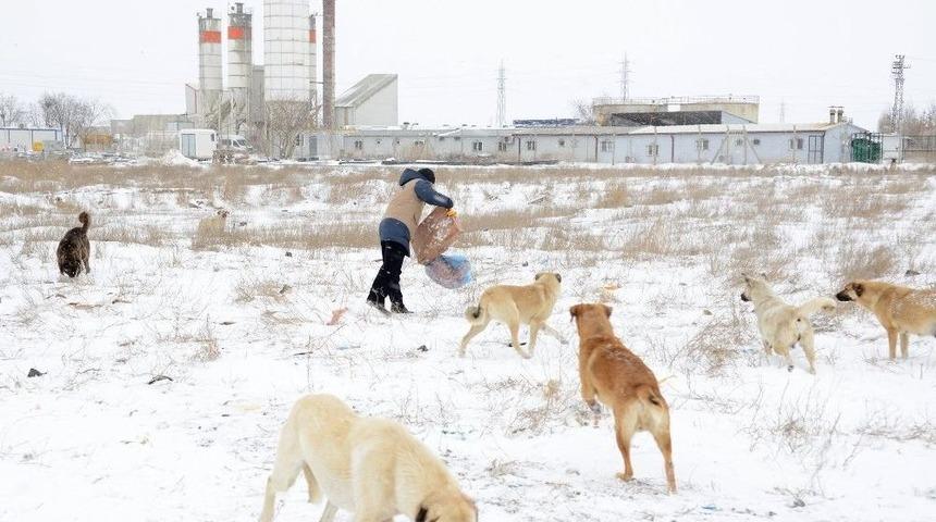 Konya&rsquo;da Kuşlara Ve Sahipsiz Hayvanlara Yem Bırakılıyor