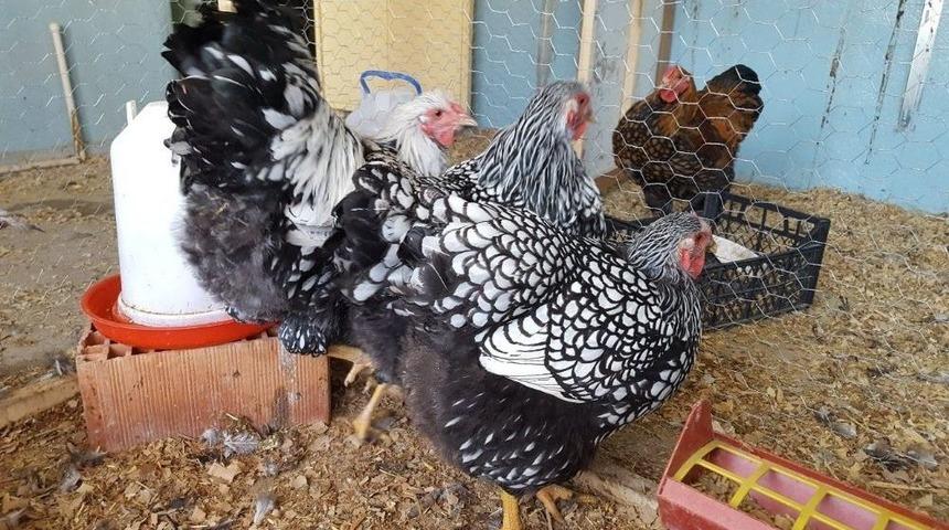Hobi Olarak Yetiştirdiği 3 Bin Lira Değerindeki S&uuml;s Tavuk Ve Horozları &Ccedil;alındı