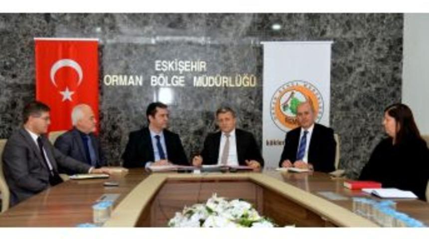 Her Yeni Doğan Bebeğin Artık Dikili Bir Ağacı Olacak