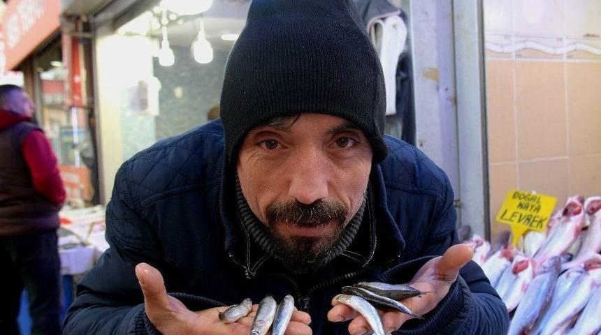 Fırtına Var, Hamsi Yok