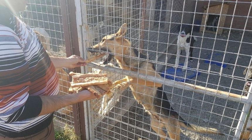 &Ccedil;ivril&rsquo;de Sokak Hayvanları İ&ccedil;in Bayat Ekmek Kampanyası