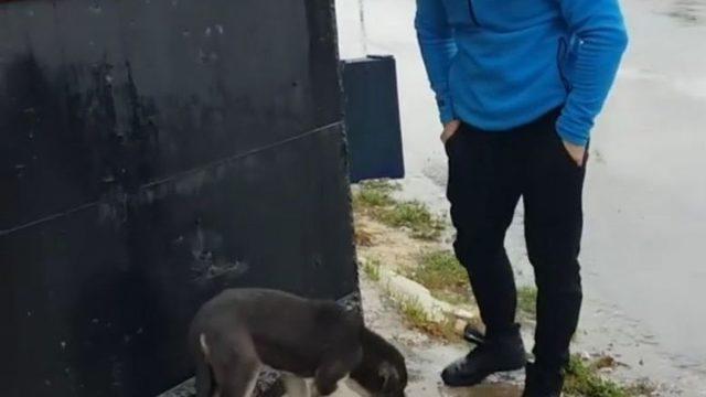 Aç Kalan Sokak Köpeklerini Kavurma İle Doyurdu Battaniye İle Isıttılar