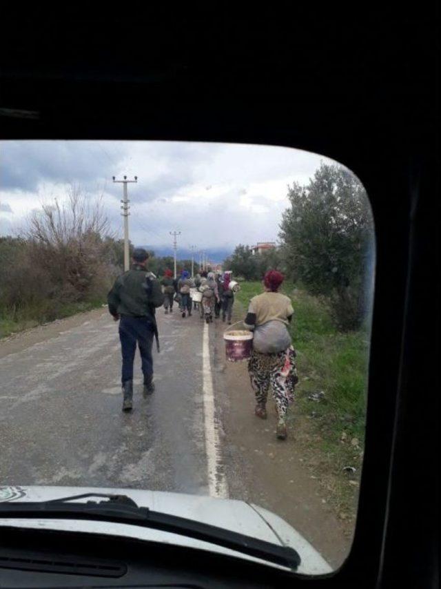 Burhaniyeli Zeytincilerin Başı Hırsızlarla Dertte