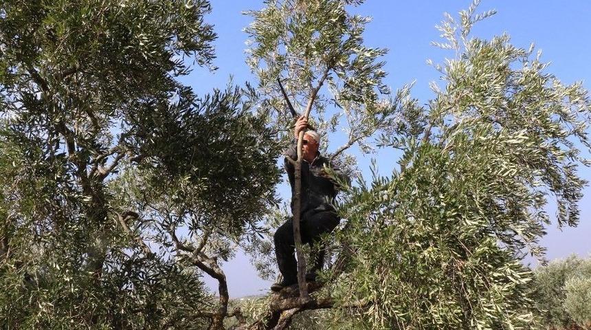 Operasyon B&ouml;lgesinden D&uuml;nyaya Zeytin Ve Zeytinyağı