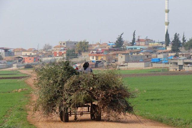 Operasyon Bölgesinden Dünyaya Zeytin Ve Zeytinyağı