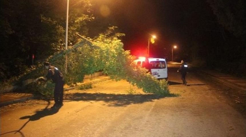 Fırtına, Ağacı Devirdi