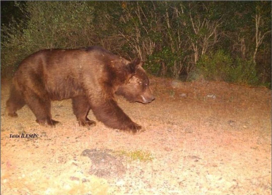 Anadolu Parsı Olduğu D&uuml;ş&uuml;n&uuml;len Ayak İzleri Boz Ayının &Ccedil;ıktı