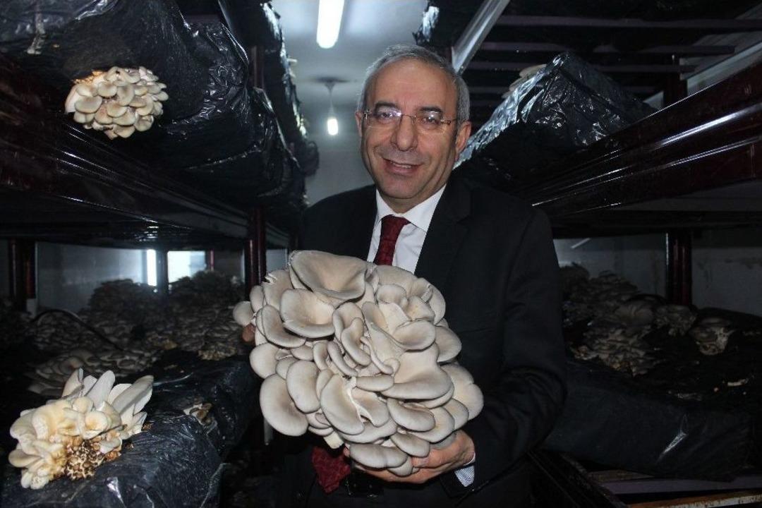 Van Yy&uuml;&rsquo;de İlk Mantar Hasadı