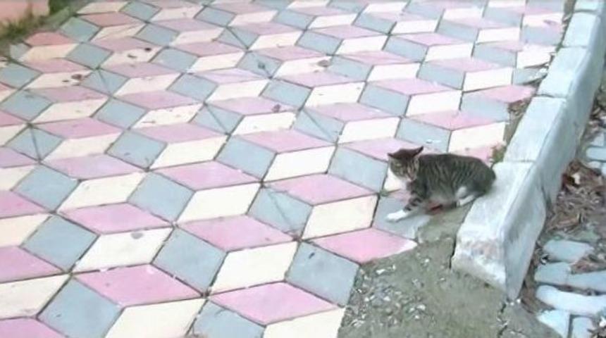 Dursunbey&rsquo;de Kedi Kurtarma Operasyonu