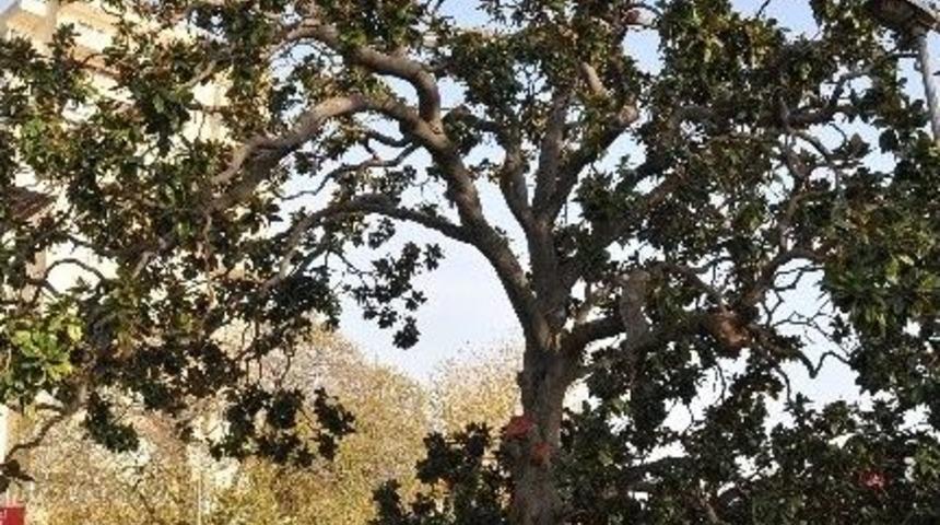 Zeki M&uuml;ren&rsquo;in &ldquo;manolya&rdquo;sı İ&ccedil;in Otopark K&uuml;&ccedil;&uuml;lt&uuml;ld&uuml;