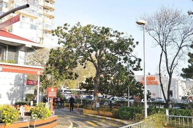 Zeki Müren’in “manolya”sı İçin Otopark Küçültüldü