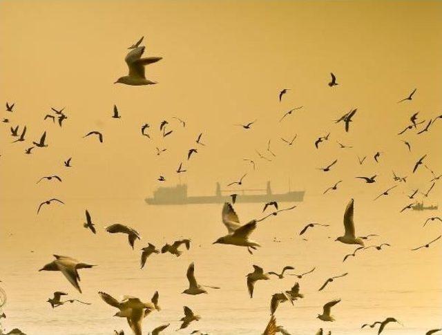 Mersin sahillerinde g&ouml;rsel ş&ouml;leni 1