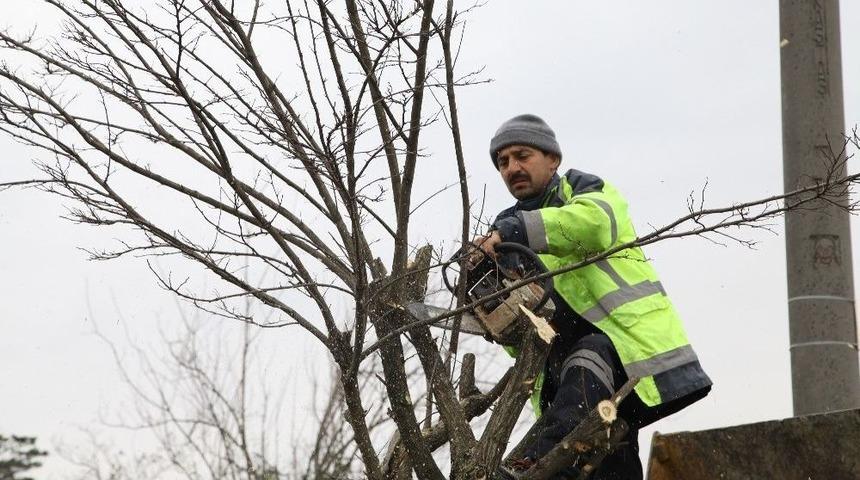 Başiskele&rsquo;de Ağa&ccedil; Budama &Ccedil;alışmaları Devam Ediyor