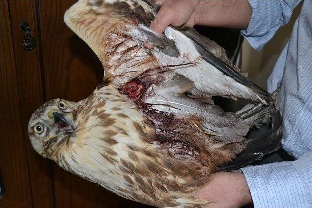 Avcıların Vurduğu Şahin Tedavi Altına Alındı 1