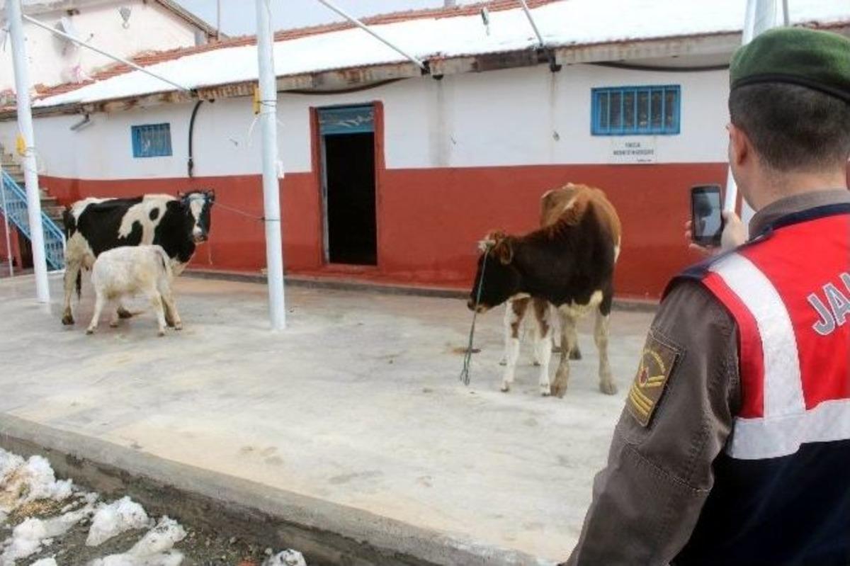 &Ccedil;alıntı İneklerin Sahibi Emzirme Testiyle Belli Oldu