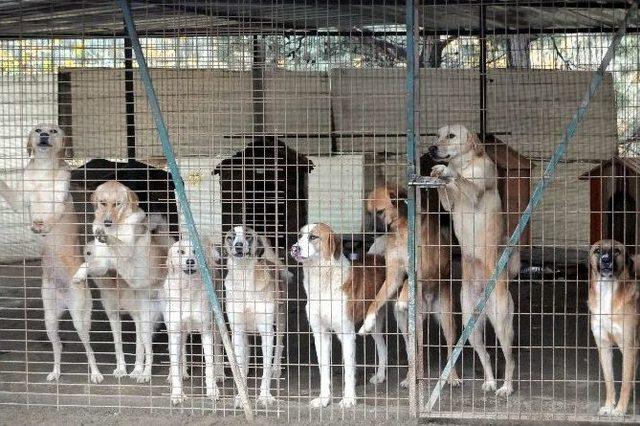 Lise Öğrencileri Köpek Barınağını Ziyaret Etti