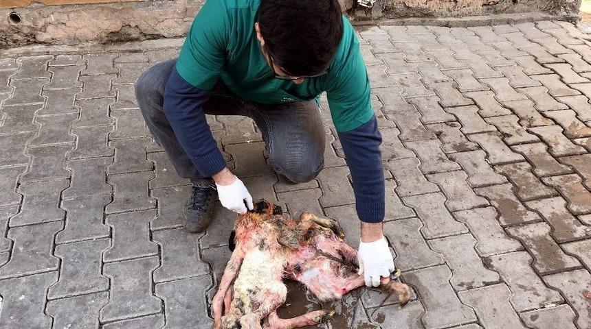 Siverek&rsquo;te 8 Ayaklı Kuzu G&ouml;renleri Şaşırttı