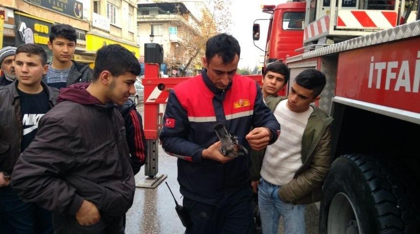 Ağa&ccedil;taki İpe Dolanan G&uuml;vercin İtfaiye Ekipleri Tarafından Kurtarıldı