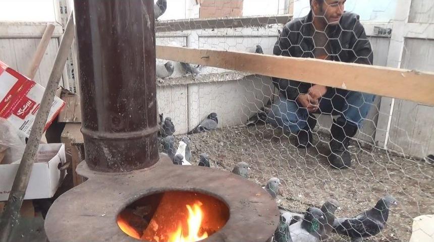 Ağrı’da Güvercinler Soba İle Korunuyor