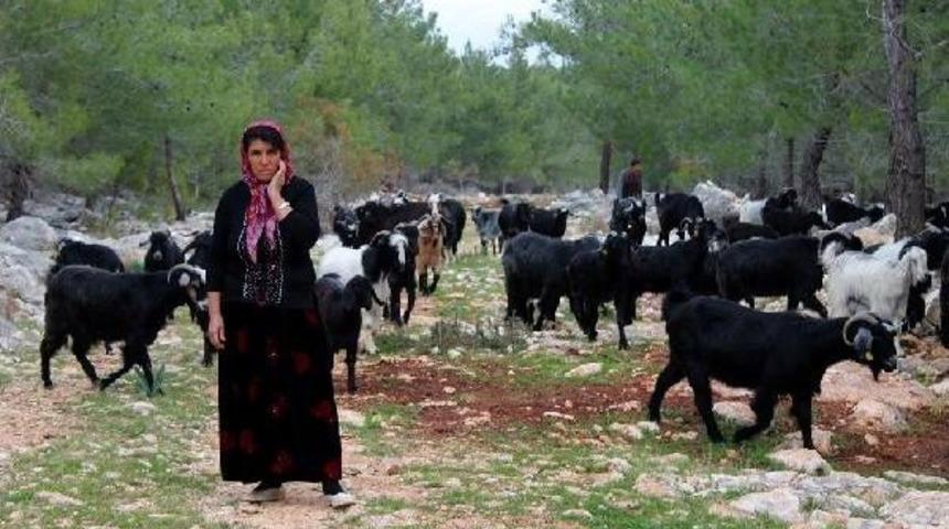 Sarıke&ccedil;ili y&ouml;r&uuml;kleri kışlaklarına d&ouml;nd&uuml;