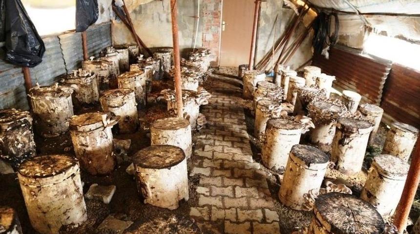 Artvin&rsquo;de Kayın Mantarı Alternatif Ge&ccedil;im Kaynağı Oldu