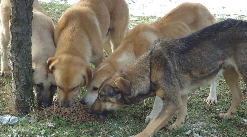 Kocaeli&rsquo;de Kar Yağsa Da Sokak Hayvanları A&ccedil; Kalmıyor