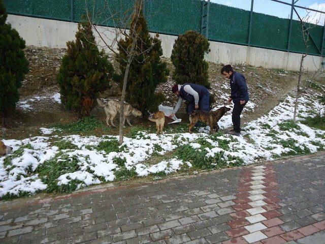 Kocaeli’de Kar Yağsa Da Sokak Hayvanları Aç Kalmıyor