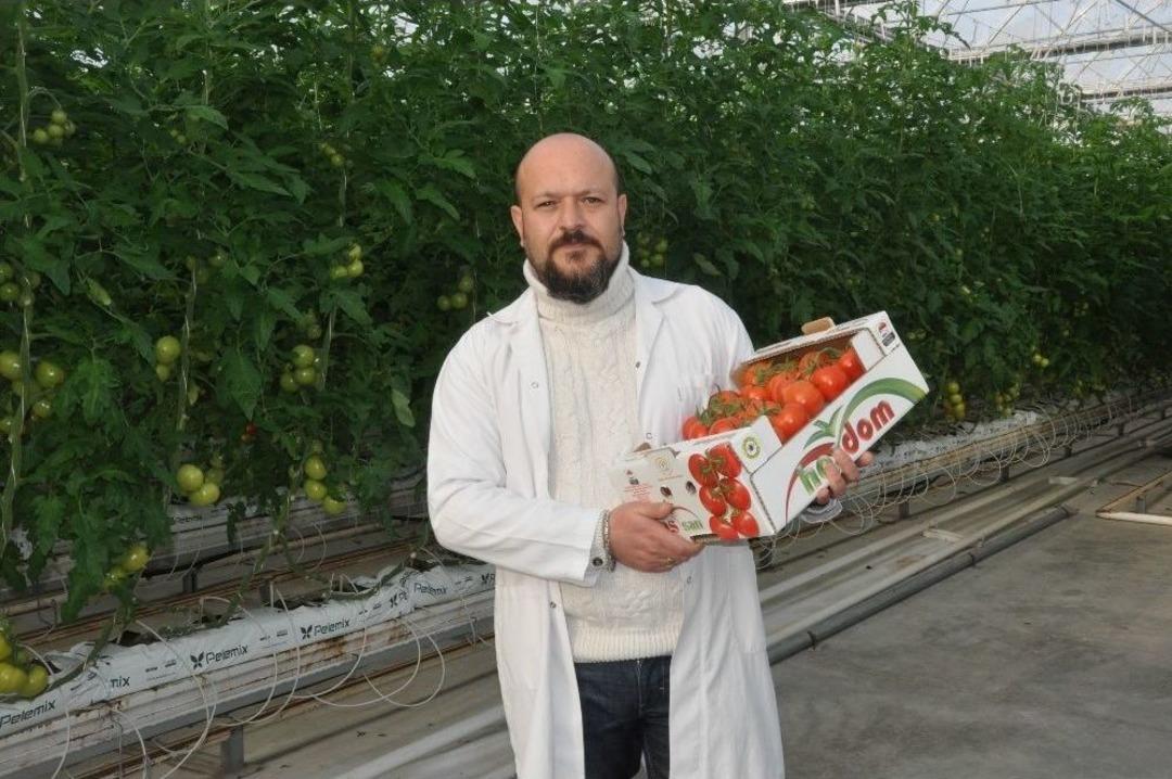 Jeotermal Seralarda &Uuml;retilen Domateslerin Hasadı Başladı