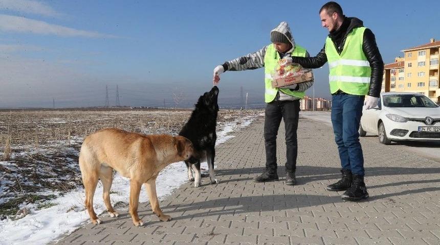 G&ouml;lbaşı Belediyesi Sokak Hayvanlarını Unutmadı