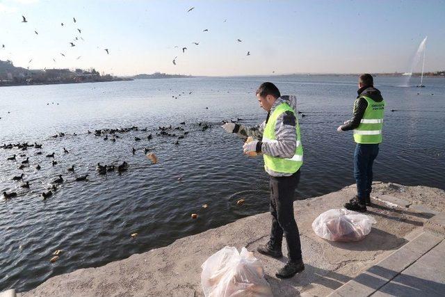 Gölbaşı Belediyesi Sokak Hayvanlarını Unutmadı