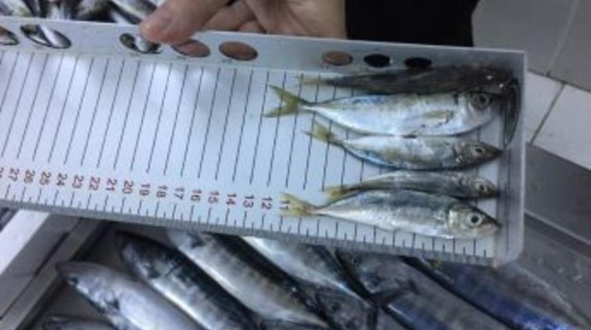 Boy Yasağına Uymayan 80 Balık&ccedil;ıya Ceza